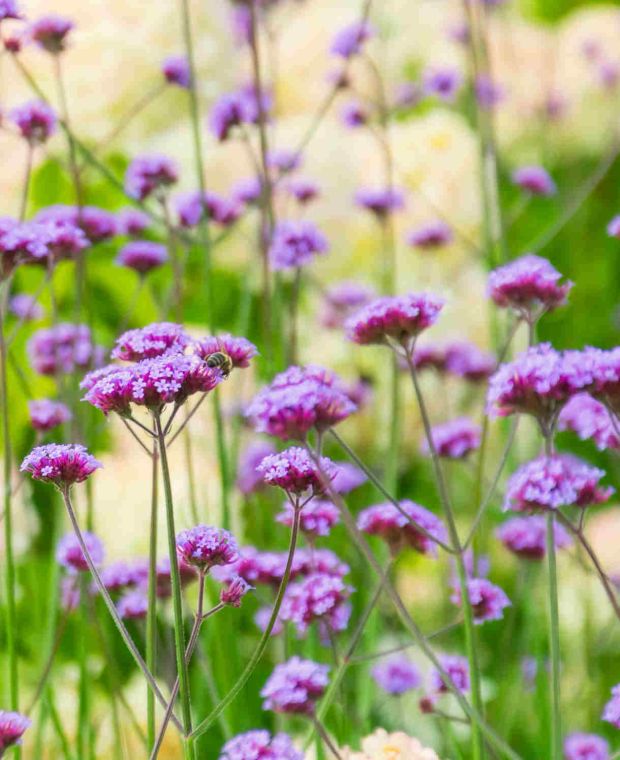 Verbena bonariensis