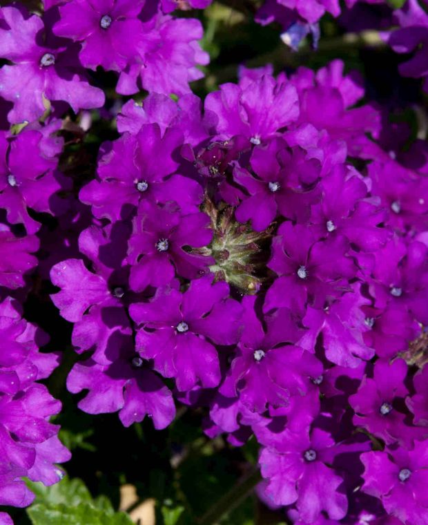 Verbena Endurascape Purple