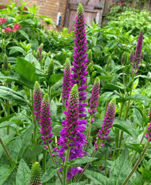 Veronica longifolia First Match