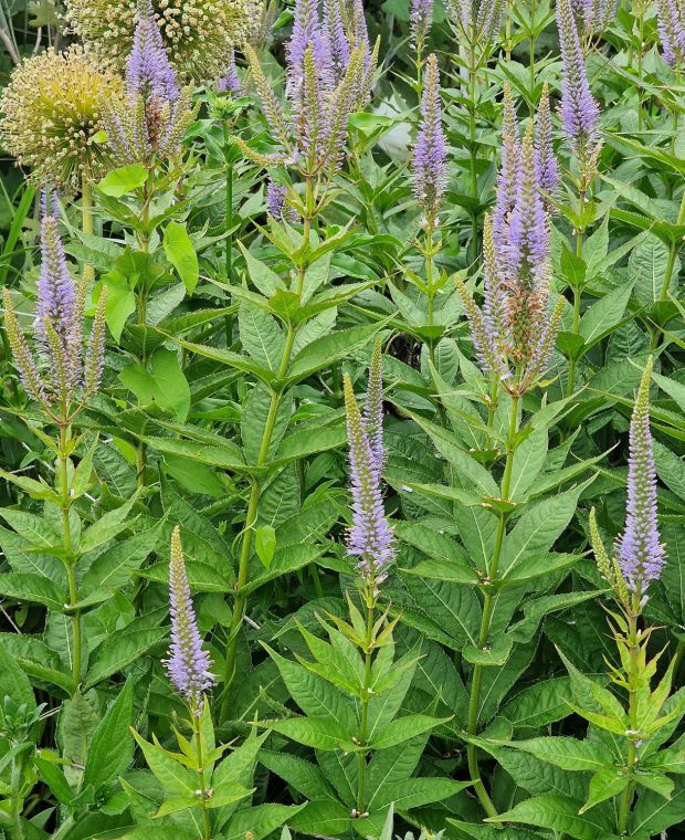 Veronicastrum sibiricum