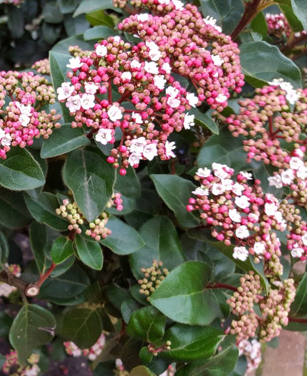 Viburnum tinus Gwenllian