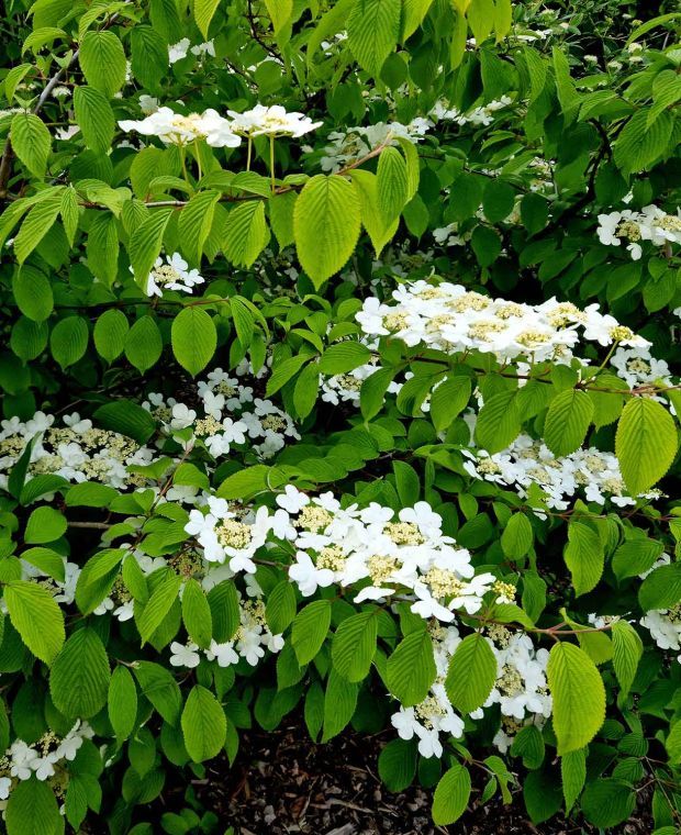 Viburnum plicatum Watanabe