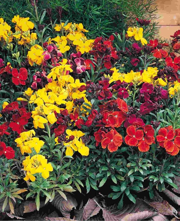 Erysimum Mix