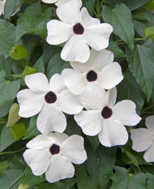 Thunbergia alata Sunny Susy White Halo