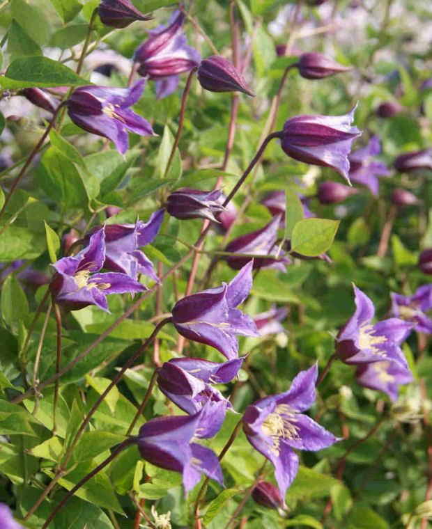 Clematis texensis Prince William