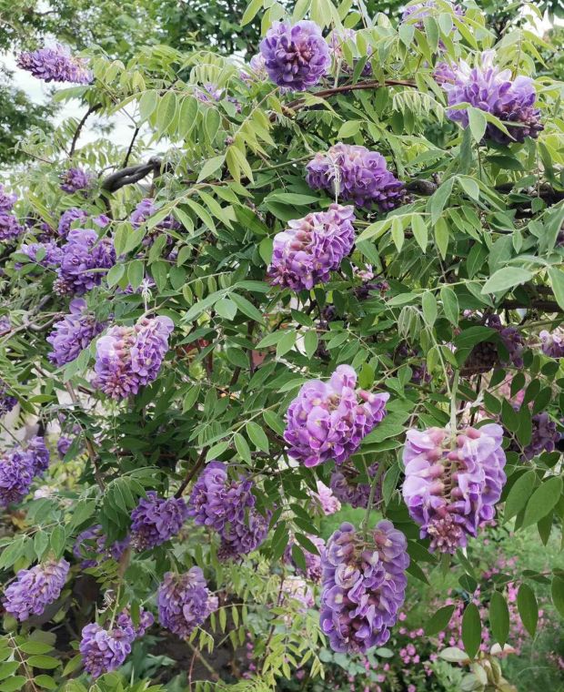 Wisteria frutescens Amethyst Falls (Espalier)