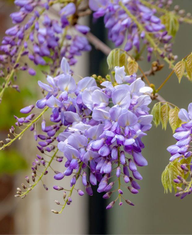 Wisteria sinensis