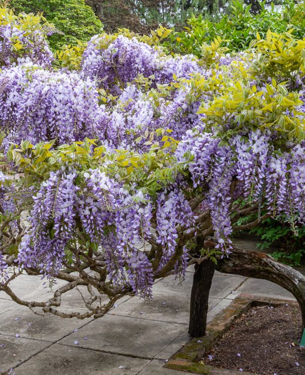 Store Wisteria