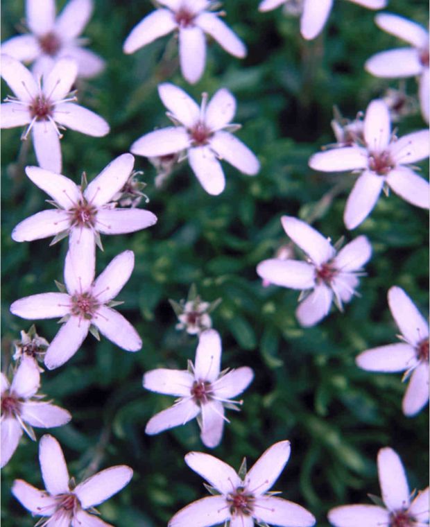 Arenaria montana Purpurascens