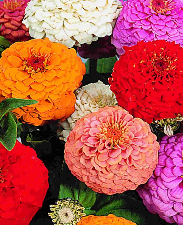 Zinnia elegans Oklahoma Formula Mix