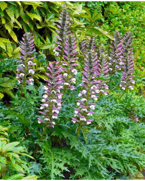 Acanthus spinosus