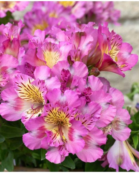 Buy Rare, Unusual & Exciting Plants | Hayloft Alstroemeria Inticancha ...