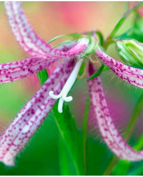 Campanulas Pink Flower