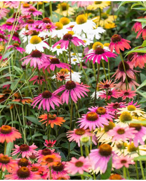 Buy Rare, Unusual & Exciting Plants | Hayloft Echinacea Breeders Mix