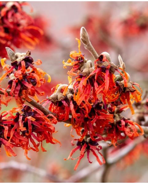 Hamamelis x intermedia 'Diane