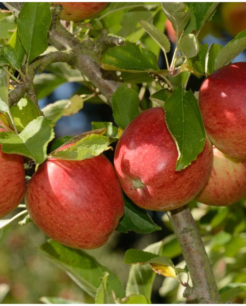 Buy Rare, Unusual & Exciting Plants | Hayloft Malus domestica Braeburn