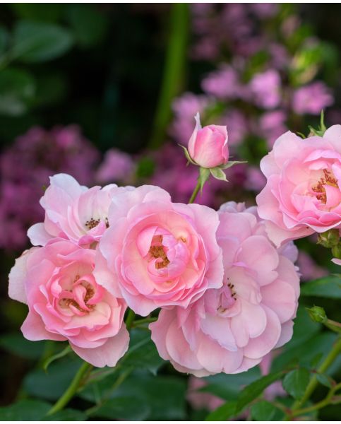 Buy Rare, Unusual & Exciting Plants | Hayloft Rosa Bonica