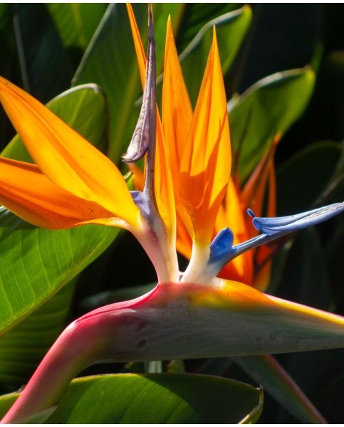 Buy Rare, Unusual & Exciting Plants | Hayloft Strelitzia reginae