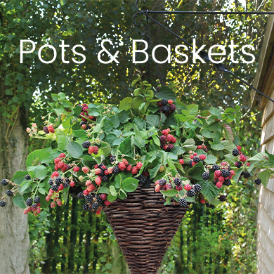 pots_and_baskets_1