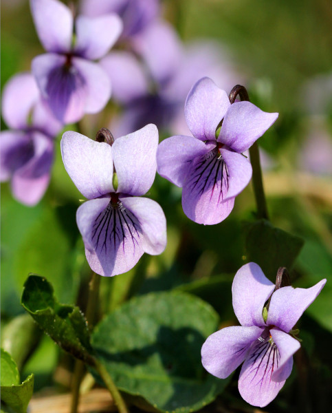 viola palustris