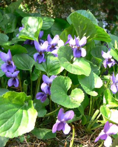 viola palustris