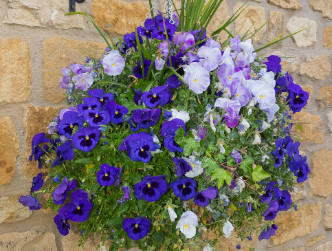 where to plant summer bedding