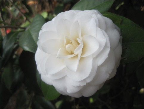 Camellia Nuccios Pearl