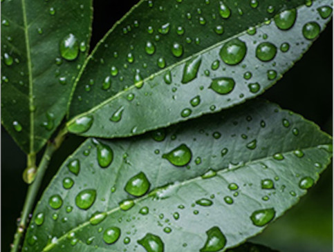 consider humidity for houseplants