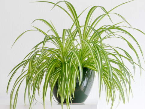 how to clean houseplants