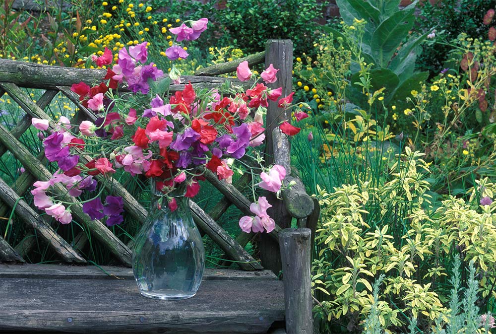 annuals and half-hardy perennials