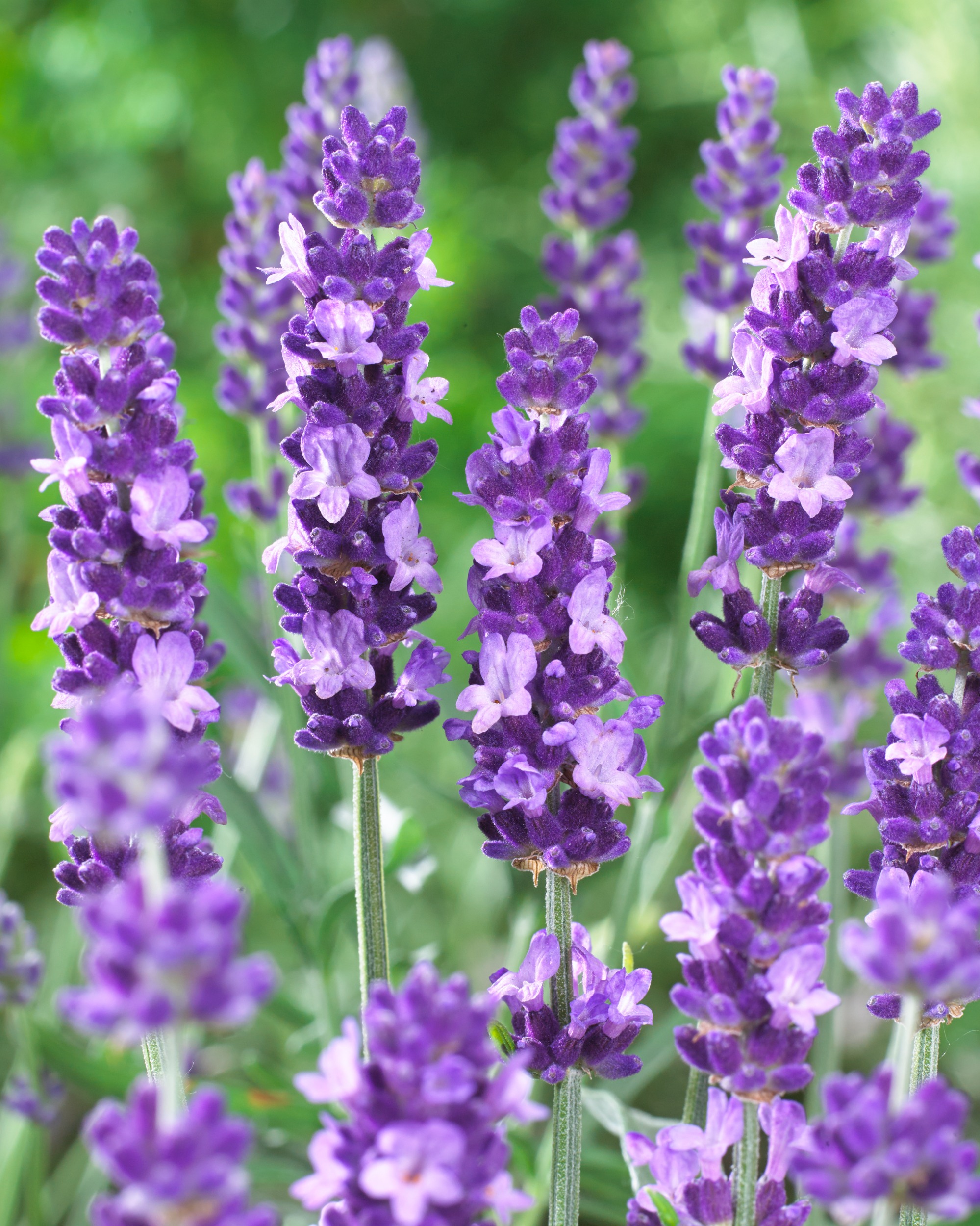 Lavender_angustifolia_Havanna_VISIONS_visi128458_MULTI_USE
