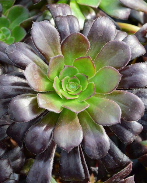Buy Rare, Unusual & Exciting Plants | Hayloft How to Grow Aeonium