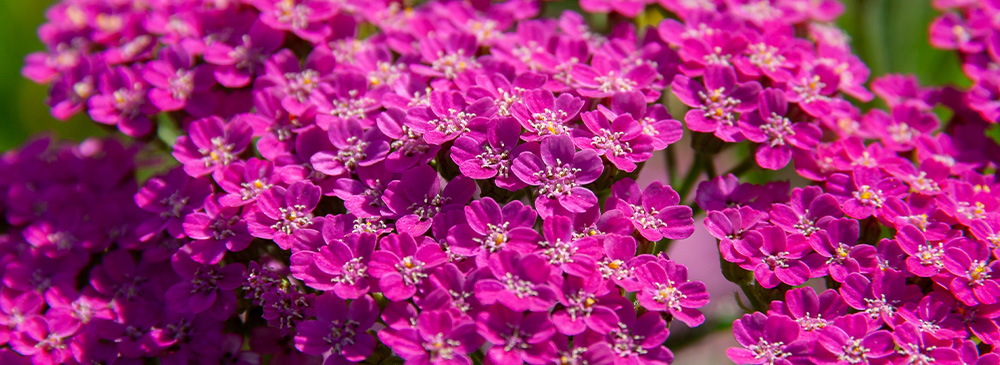 top 10 drought tolerant plants