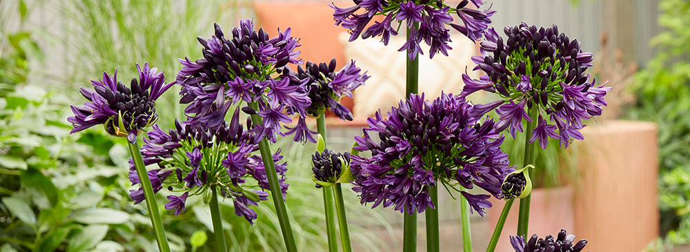 top 10 perennials for pots