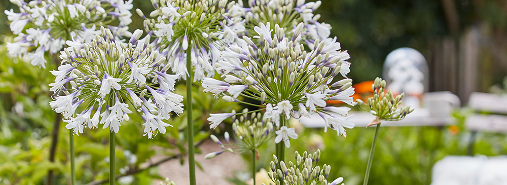 top 10 drought tolerant plants