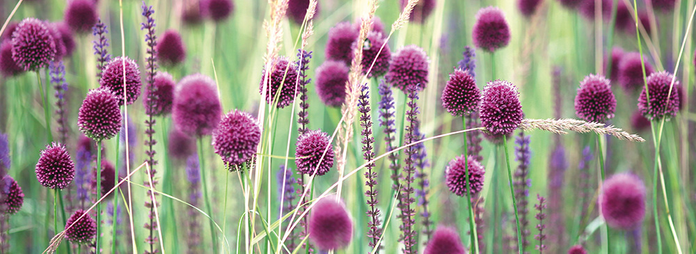 Top 10 Bulbs For Pollinators - Allium