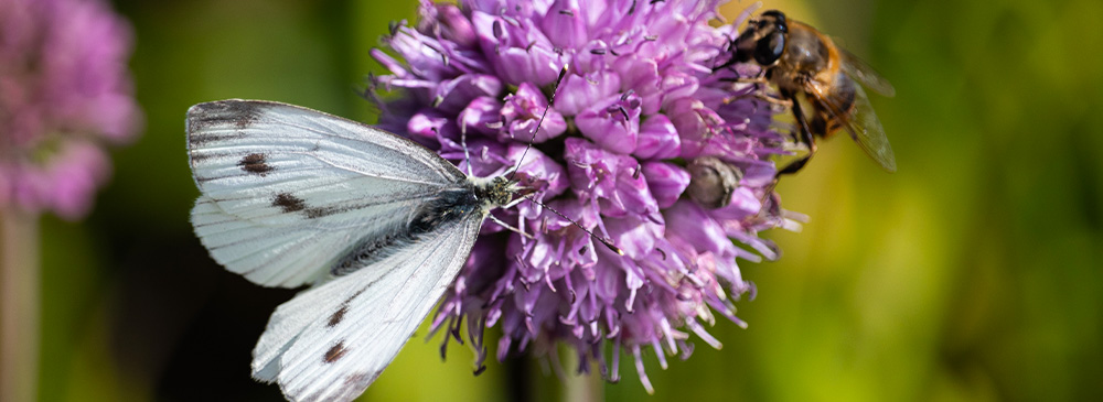 top 10 sustainable gardening tips