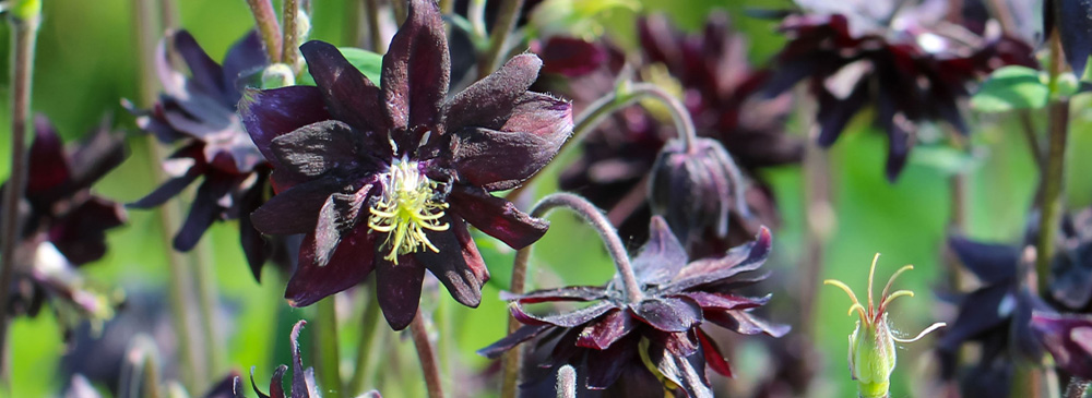 top 10 extremely hardy perennials