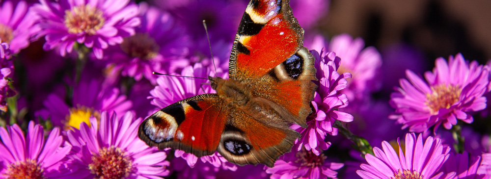 Top 10 Autumn Flowering Plant - Aster