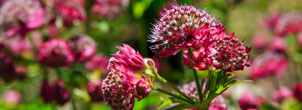 top 10 extremely hardy perennials