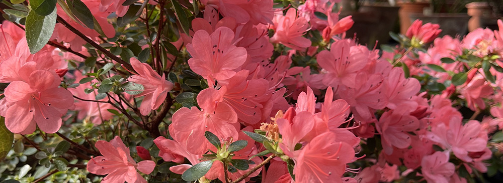 top 10 evergreen shrubs - Azalea