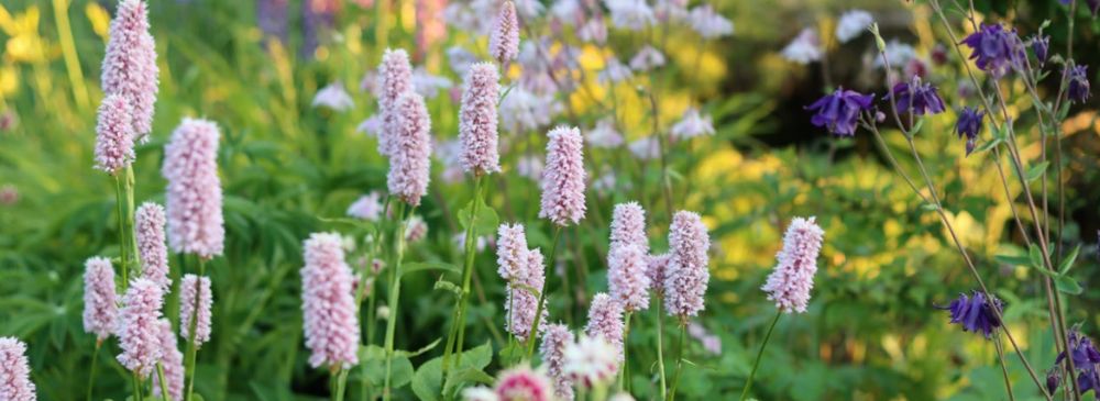 how to create a cottage style garden