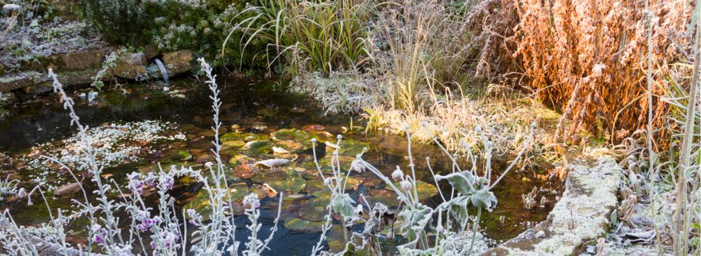 how to look after wildlife during winter