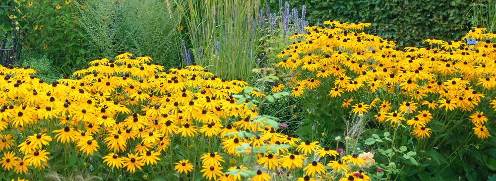 how to create a prairie garden