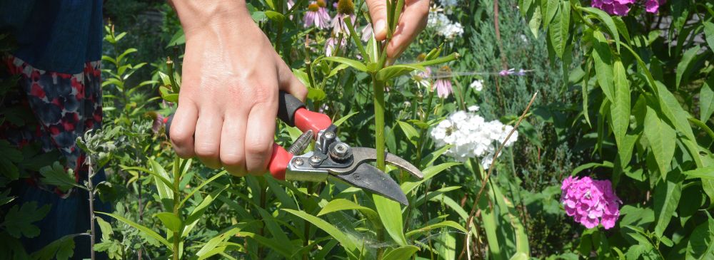 how to deadhead plants