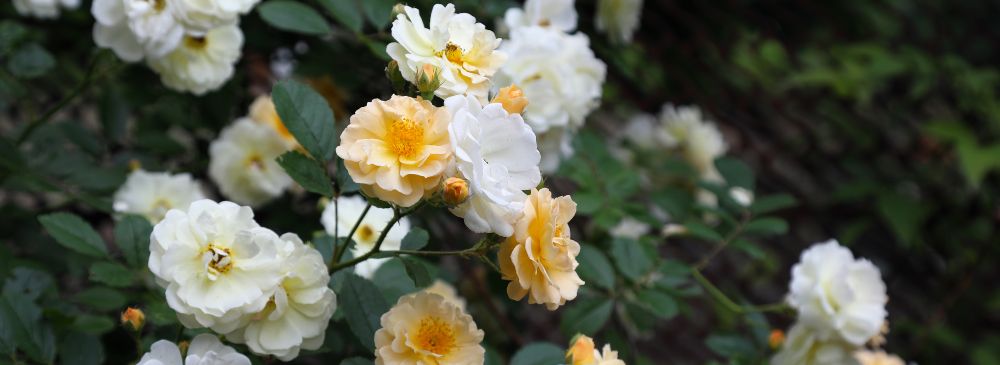 how to prune roses