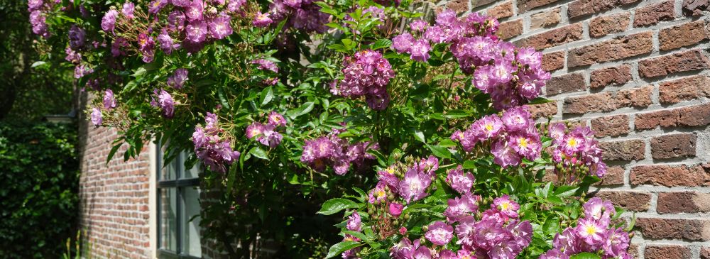 how to prune roses