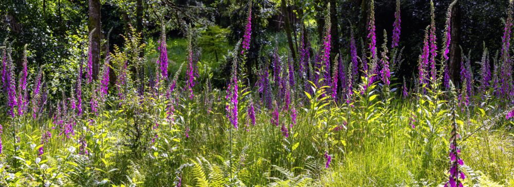 how to create a woodland garden