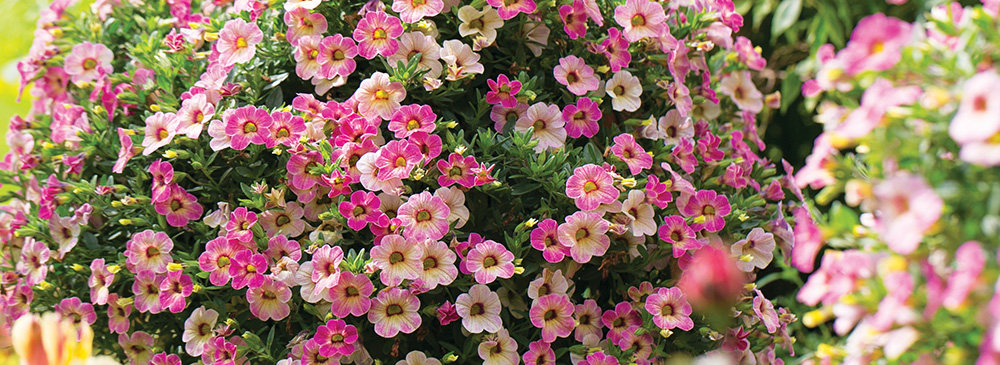 top 10 inspirational bedding plants for 2020