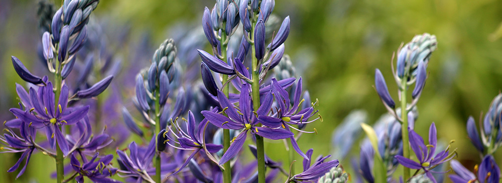 Top 10 Bulbs For Pollinators - Camassia